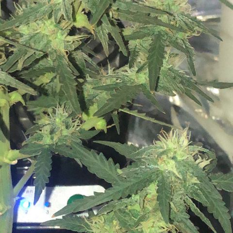 Tropical Tangie growlog timeline photo