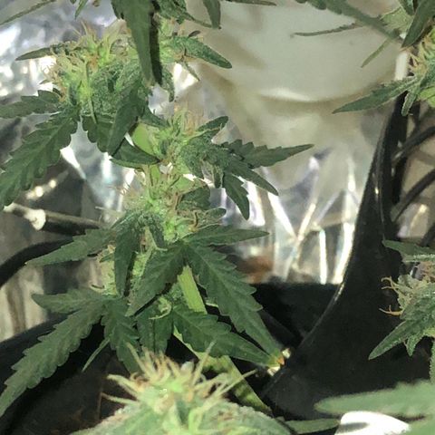 Tropical Tangie growlog timeline photo