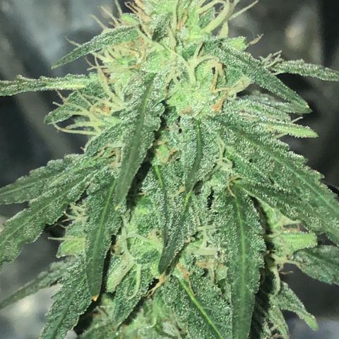 Tropical Tangie growlog timeline photo
