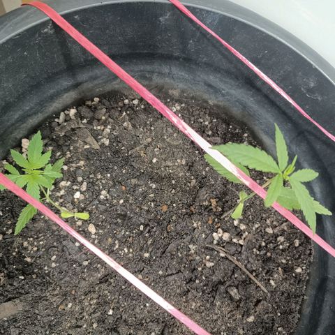 Prenseed 01 growlog timeline photo