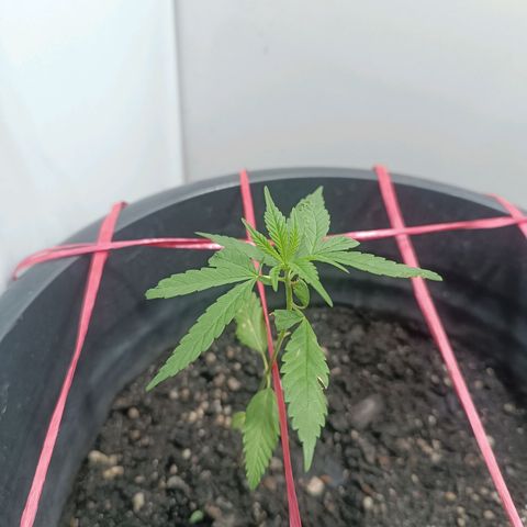 Prenseed 01 growlog timeline photo