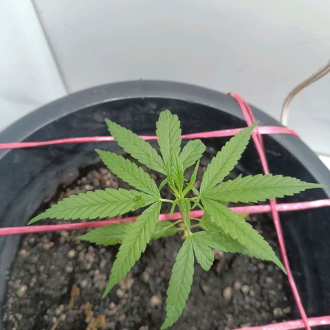 Prenseed 01 growlog timeline photo