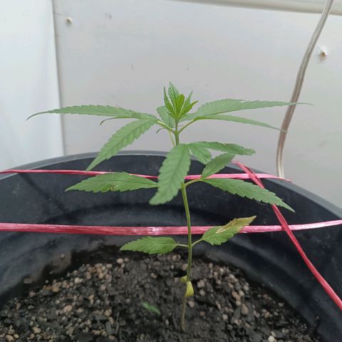 Prenseed 01 growlog timeline photo
