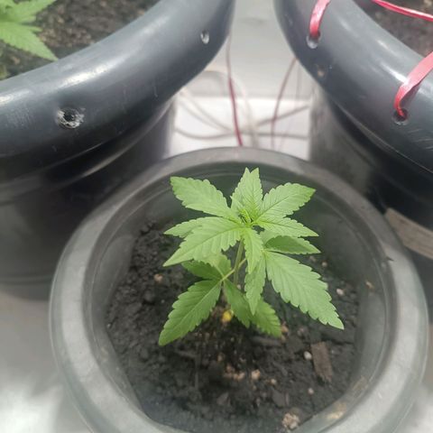 Afghan (regular) growlog timeline photo