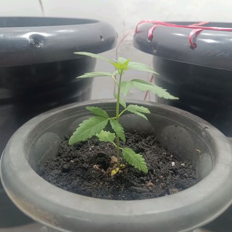 Afghan (regular) growlog timeline photo