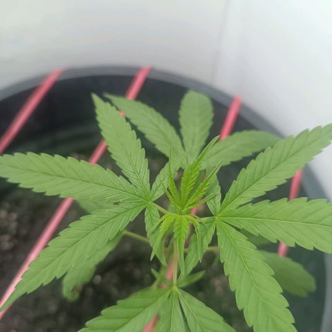 Prenseed 01 growlog timeline photo