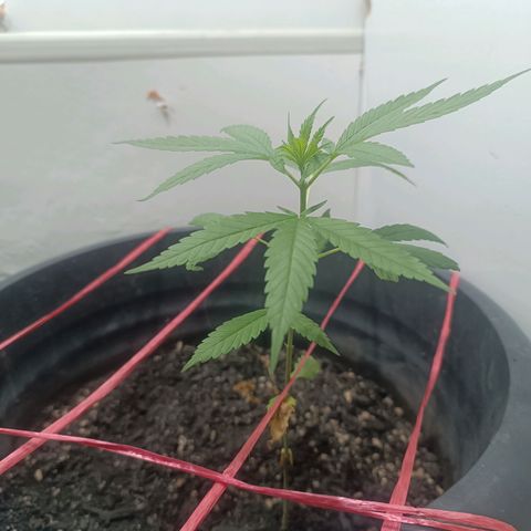 Prenseed 01 growlog timeline photo