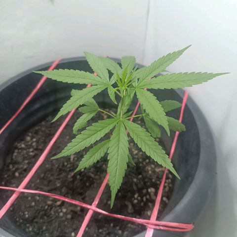 Prenseed 01 growlog timeline photo