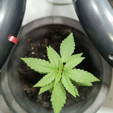 Afghan (regular) growlog timeline photo