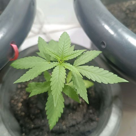 Afghan (regular) growlog timeline photo