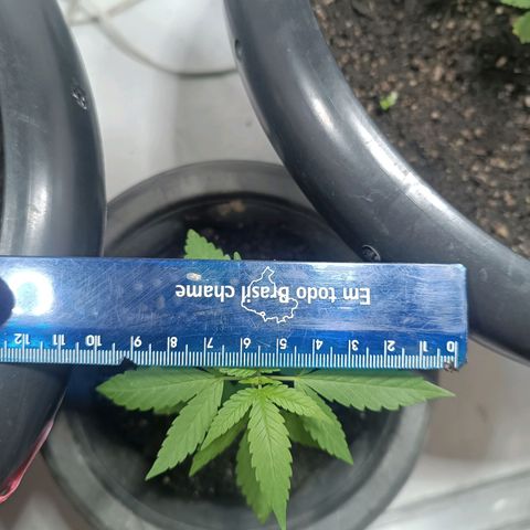 Afghan (regular) growlog timeline photo