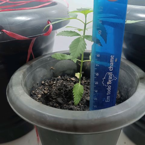 Afghan (regular) growlog timeline photo