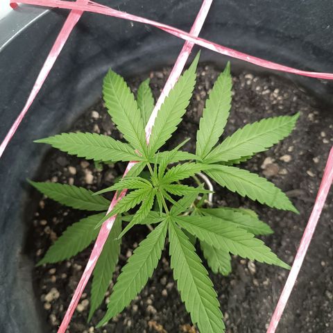 Prenseed 01 growlog timeline photo