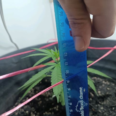 Prenseed 01 growlog timeline photo