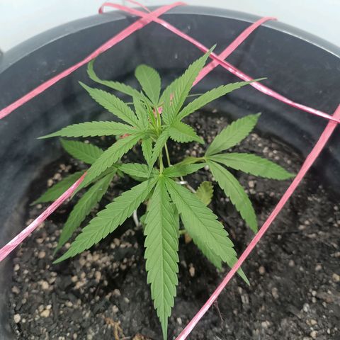 Prenseed 01 growlog timeline photo