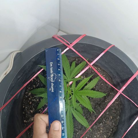 Prenseed 01 growlog timeline photo