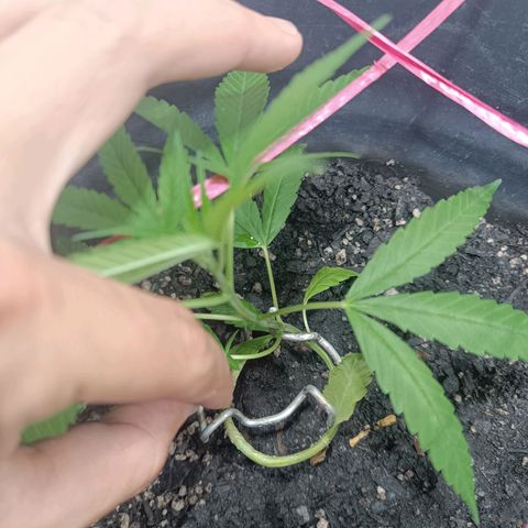Prenseed 01 growlog timeline photo