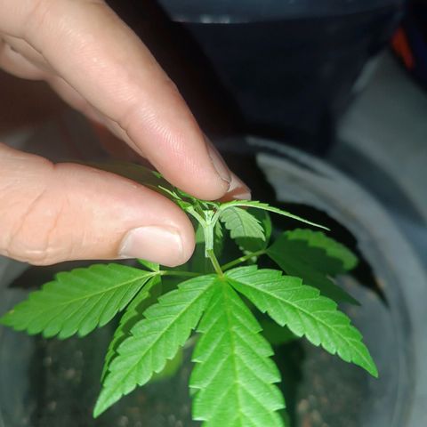 Afghan (regular) growlog timeline photo