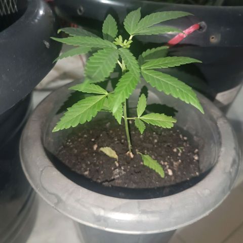 Afghan (regular) growlog timeline photo