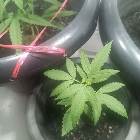 Afghan (regular) growlog timeline photo