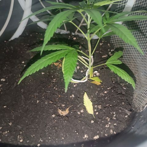 Prenseed 01 growlog timeline photo