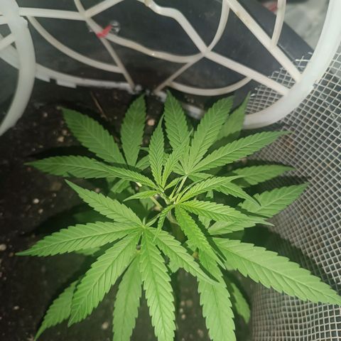 Prenseed 01 growlog timeline photo