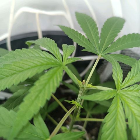 Prenseed 01 growlog timeline photo