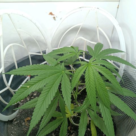 Prenseed 01 growlog timeline photo