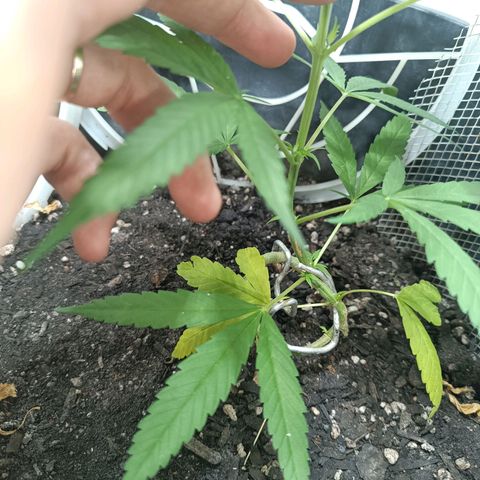 Prenseed 01 growlog timeline photo