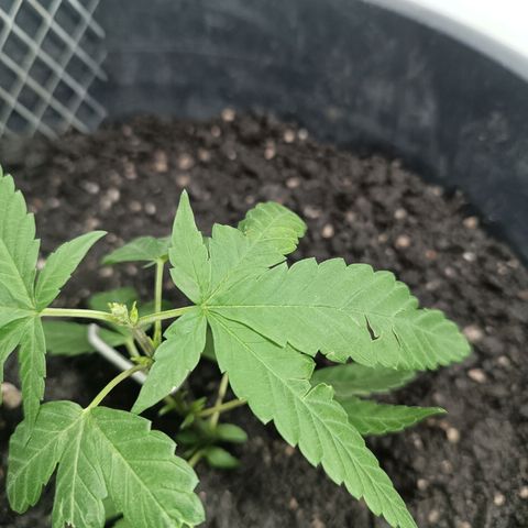 Afghan (regular) growlog timeline photo