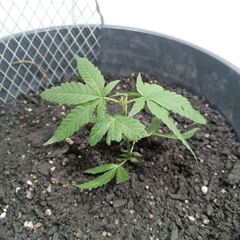 Afghan (regular) growlog timeline photo