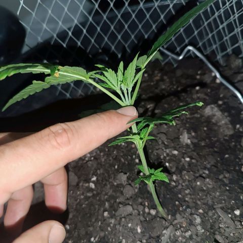 Afghan (regular) growlog timeline photo