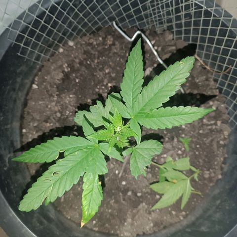 Afghan (regular) growlog timeline photo