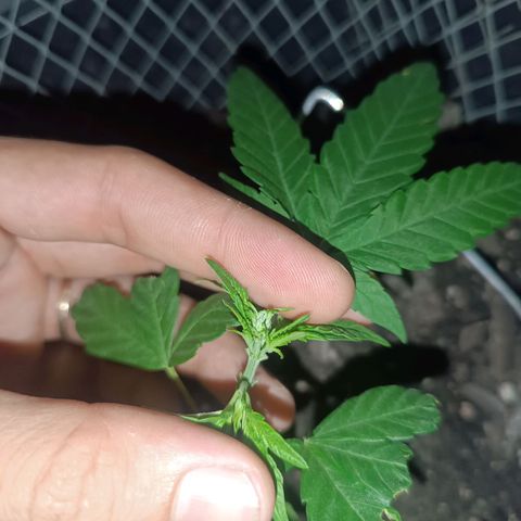 Afghan (regular) growlog timeline photo