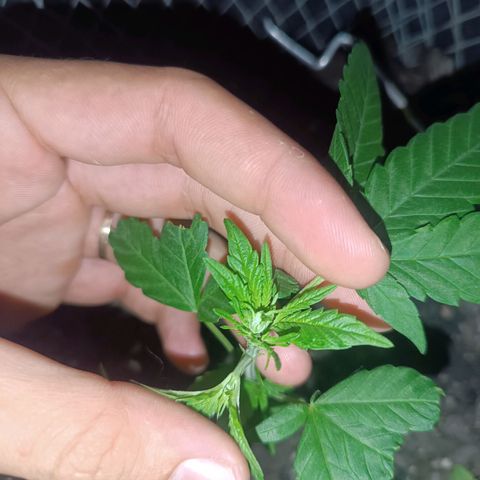 Afghan (regular) growlog timeline photo