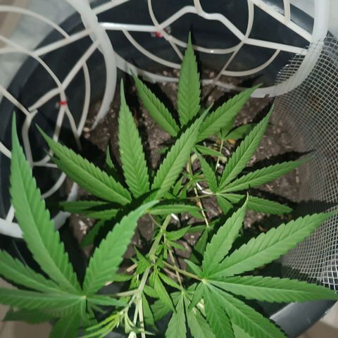 Prenseed 01 growlog timeline photo