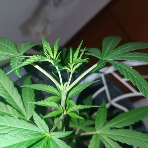 Prenseed 01 growlog timeline photo