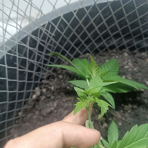 Afghan (regular) growlog timeline photo
