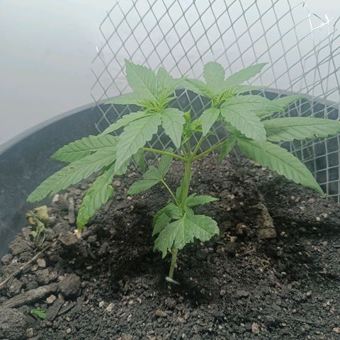 Afghan (regular) growlog timeline photo