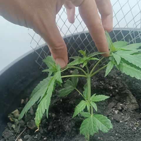 Afghan (regular) growlog timeline photo