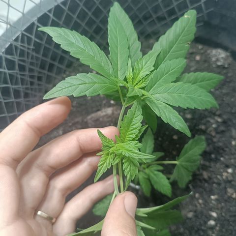 Afghan (regular) growlog timeline photo
