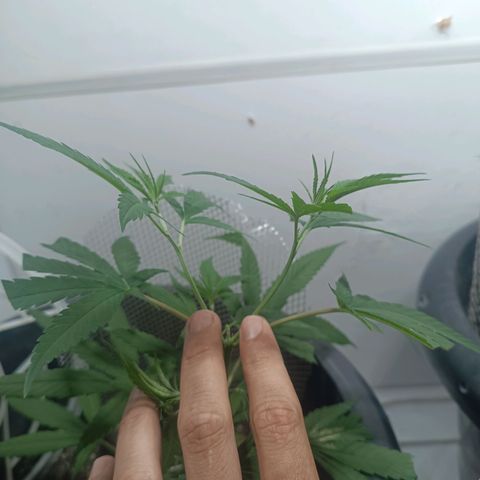Prenseed 01 growlog timeline photo