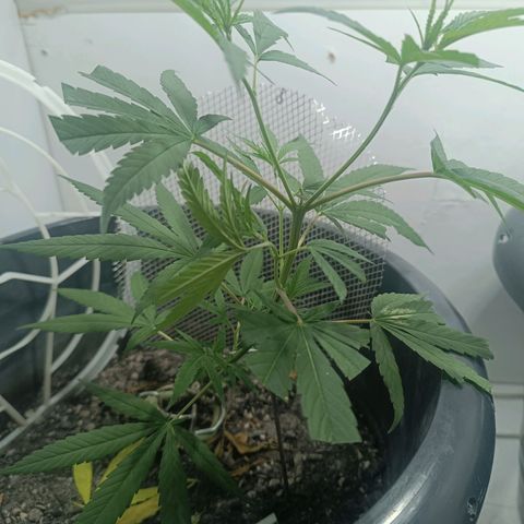 Prenseed 01 growlog timeline photo