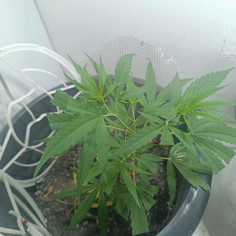 Prenseed 01 growlog timeline photo