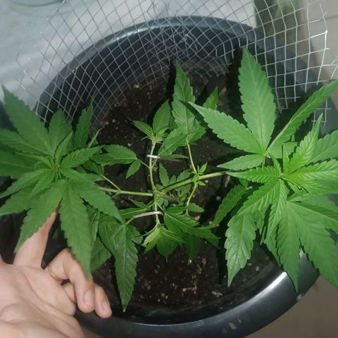 Afghan (regular) growlog timeline photo