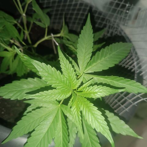 Afghan (regular) growlog timeline photo