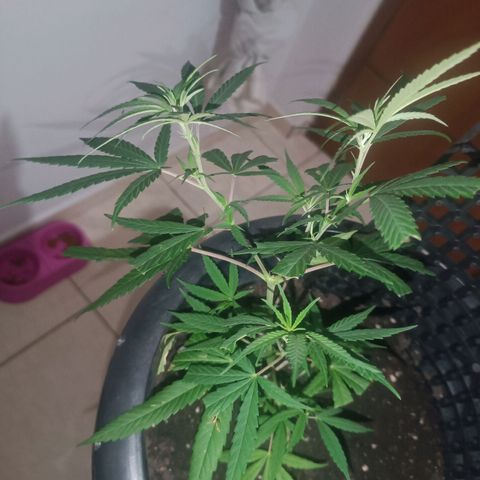 Prenseed 01 growlog timeline photo