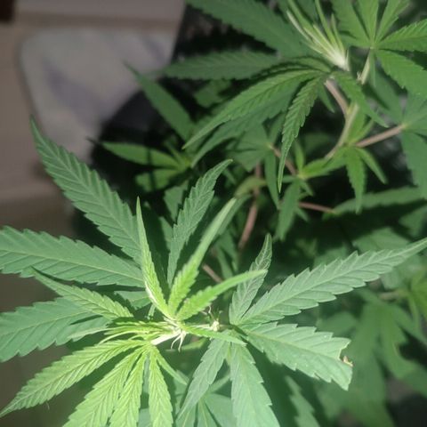 Prenseed 01 growlog timeline photo