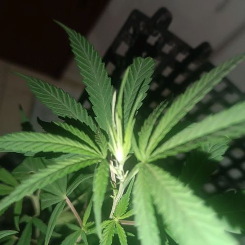 Prenseed 01 growlog timeline photo