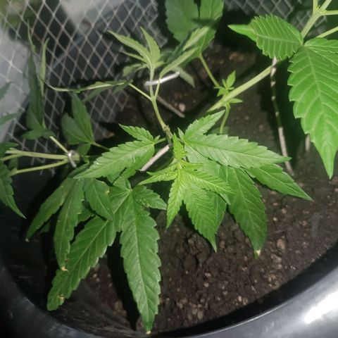 Afghan (regular) growlog timeline photo